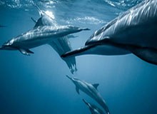 U23国足潜心应对泰国队